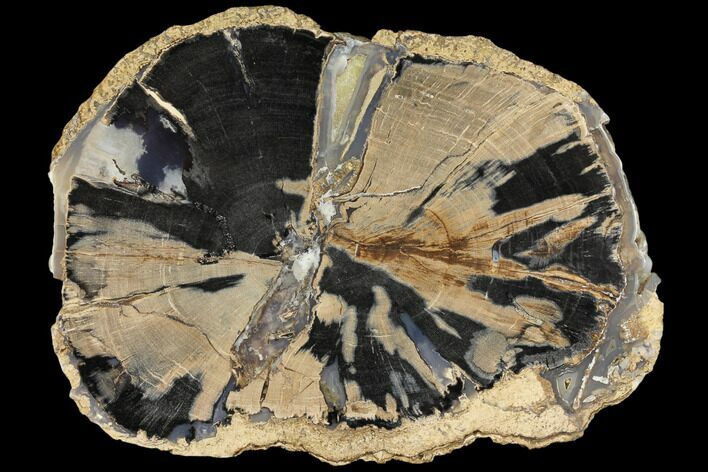 Petrified Wood (Schinoxylon) Round - Blue Forest, Wyoming #145264